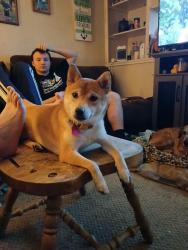 Lost Female Dog last seen Myrtle St by the school in Piece City, Pierce City, MO 65723