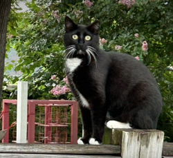 Lost Female Cat last seen Dandridge Drive, Wakefield & Godfrey, Fayetteville, NC 28303