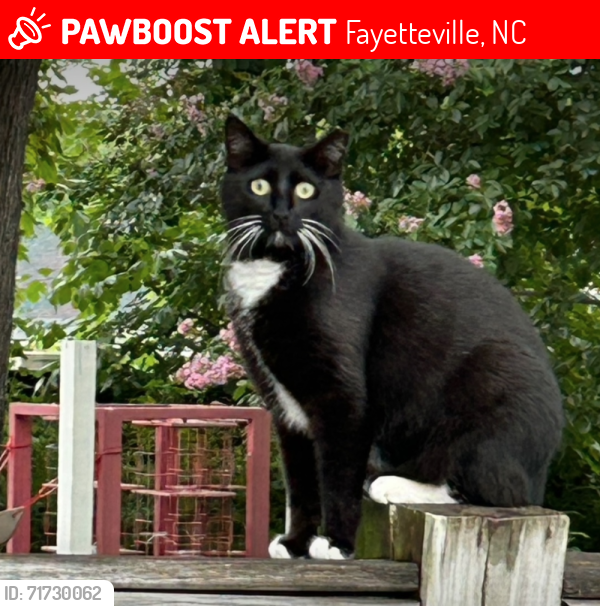 Lost Female Cat last seen Dandridge Drive, Wakefield & Godfrey, Fayetteville, NC 28303