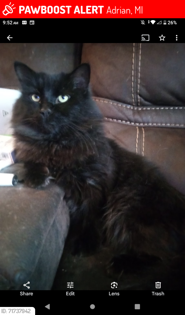 Lost Male Cat last seen Between Dean st and Sarah st , Adrian, MI 49221