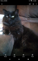 Lost Male Cat last seen Between Dean st and Sarah st , Adrian, MI 49221