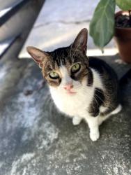 Lost Female Cat last seen near The Sanctuary Lofts at the corner of Woodside Street and Telephone Road, Houston, TX 77023