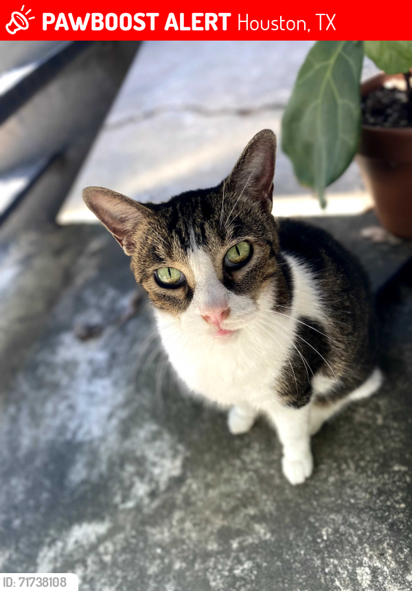 Lost Female Cat last seen near The Sanctuary Lofts at the corner of Woodside Street and Telephone Road, Houston, TX 77023