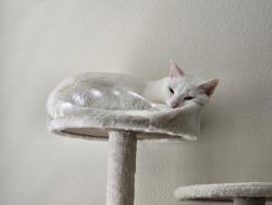 Lost Male Cat last seen Newburry park, Windermere, Horizon West, FL 32836