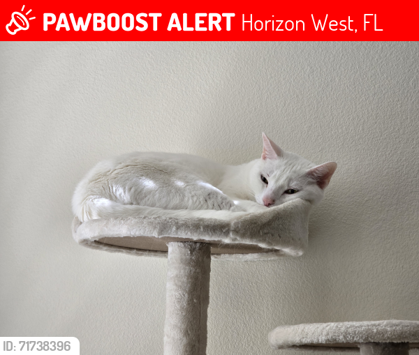 Lost Male Cat last seen Newburry park, Windermere, Horizon West, FL 32836