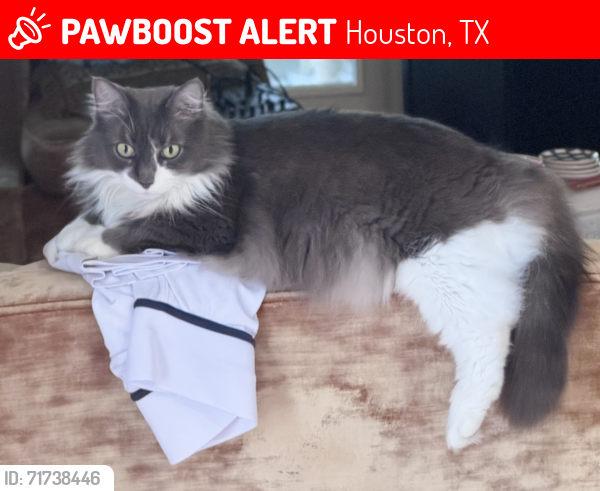 Lost Female Cat last seen Reinicke St. and Gibson St. Close to West End Bikes , Houston, TX 77007