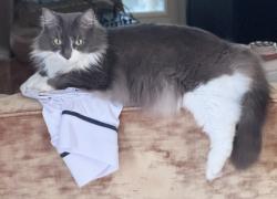 Lost Female Cat last seen Reinicke St. and Gibson St. Close to West End Bikes , Houston, TX 77007