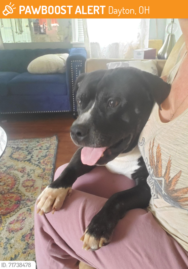 Found/Stray Male Dog last seen Hearthstone Neighborhood , Dayton, OH 45410