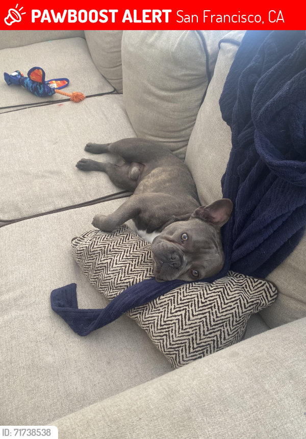 Lost Male Dog last seen Near Arleta Ave, San Francisco, Ca, San Francisco, CA 94134