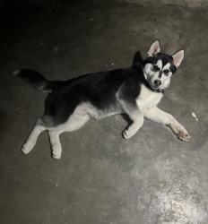 Lost Male Dog last seen Near , Kemp, TX 75143