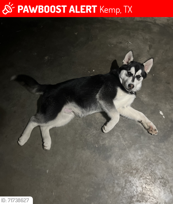 Lost Male Dog last seen Near , Kemp, TX 75143