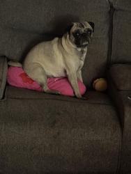 Lost Male Dog last seen Cypress and Walnut, Winton, CA 95388