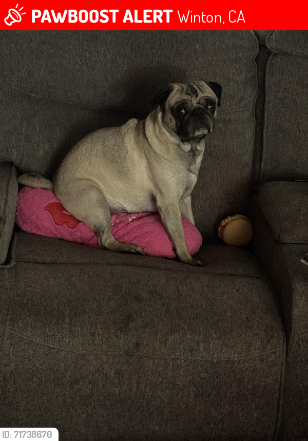 Lost Male Dog last seen Cypress and Walnut, Winton, CA 95388
