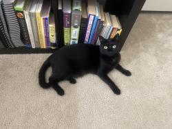Lost Female Cat last seen Tim Hortons on 70th st se, Calgary, AB T2A 7Z2