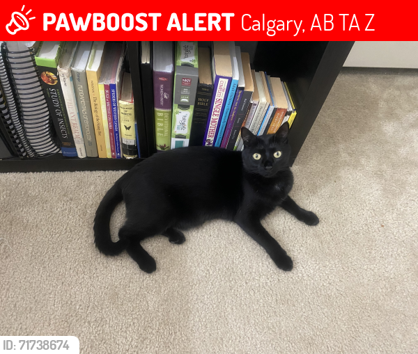 Lost Female Cat last seen Tim Hortons on 70th st se, Calgary, AB T2A 7Z2