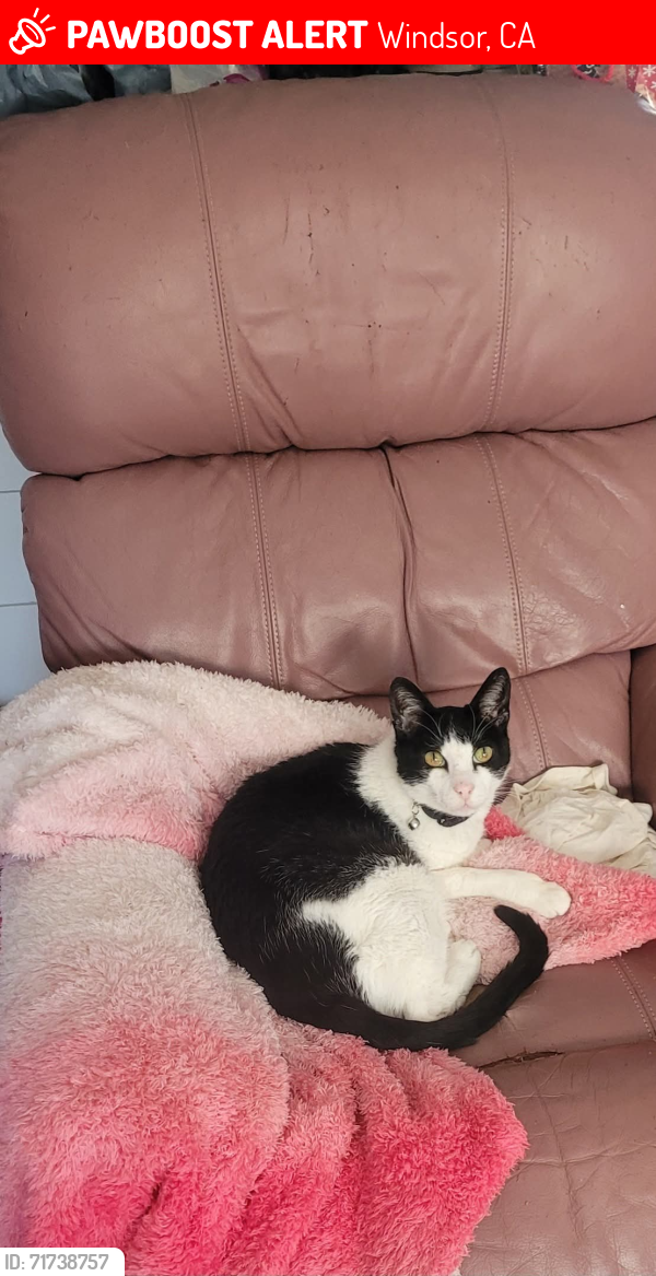 Lost Male Cat last seen Curry Ct and Alden Ct., Windsor, CA 95492