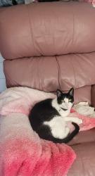 Lost Male Cat last seen Curry Ct and Alden Ct., Windsor, CA 95492