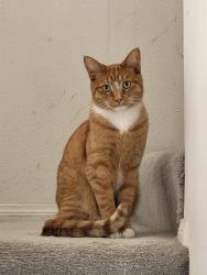 Lost Male Cat last seen Barclay Ct. And Prestwicke Way, Chino Hills, CA 91709