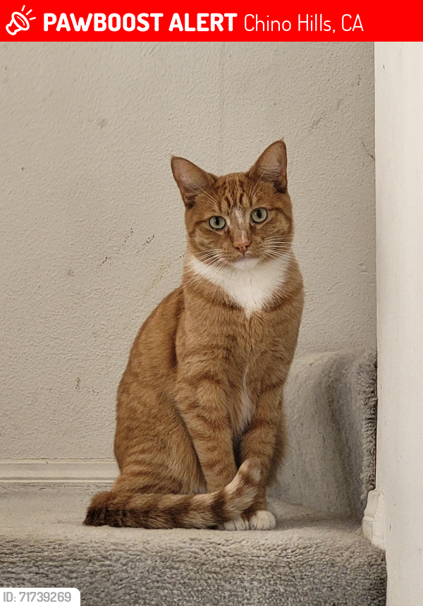 Lost Male Cat last seen Barclay Ct. And Prestwicke Way, Chino Hills, CA 91709