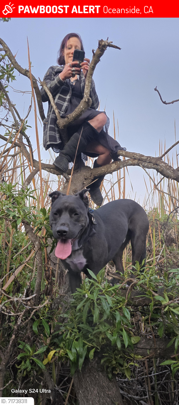 Lost Male Dog last seen Loretta and 76, Oceanside, CA 92057