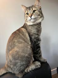 Lost Male Cat last seen Banner rd ottawa , Ottawa, ON K2H