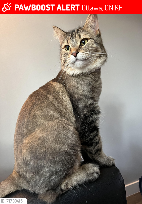 Lost Male Cat last seen Banner rd ottawa , Ottawa, ON K2H