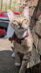Lost Male Cat last seen E Robinson Ave, Springdale, AR 72764