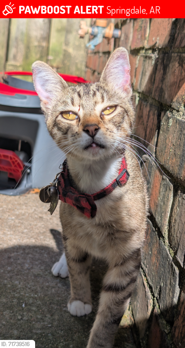 Lost Male Cat last seen E Robinson Ave, Springdale, AR 72764