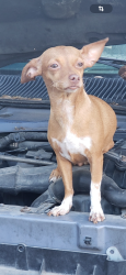 Lost Female Dog last seen Near North humble , Houston, TX 77093