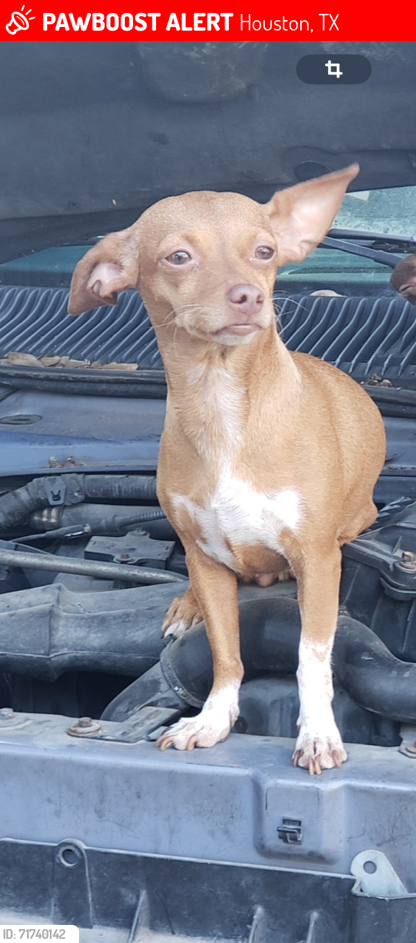 Lost Female Dog last seen Near North humble , Houston, TX 77093