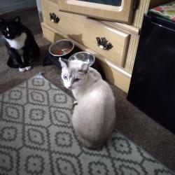 Lost Male Cat last seen Hacienda Blvd and Colima Rd, Hacienda Heights, CA 91745