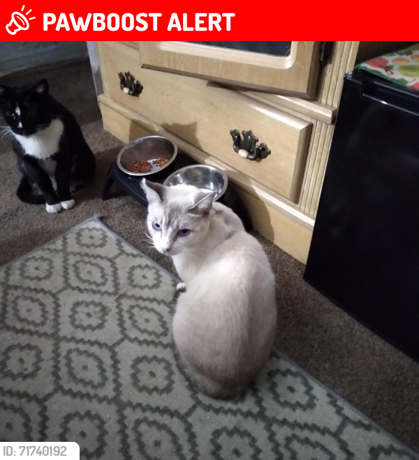 Lost Male Cat last seen Hacienda Blvd and Colima Rd, Hacienda Heights, CA 91745