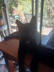 Lost Female Cat last seen Prince rd & tucson , Tucson, AZ 85716