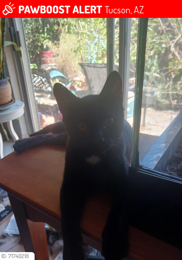 Lost Female Cat last seen Prince rd & tucson , Tucson, AZ 85716
