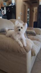 Lost Female Dog last seen By Sonora del Webb and near Presidio Gavilan, Sahuarita, AZ 85629