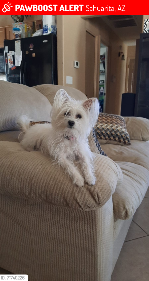 Lost Female Dog last seen By Sonora del Webb and near Presidio Gavilan, Sahuarita, AZ 85629