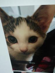 Lost Male Cat last seen Hull, Kingston upon Hull, England HU7 5AA