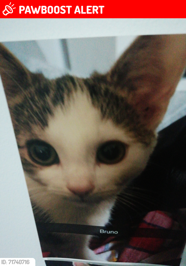 Lost Male Cat last seen Hull, Kingston upon Hull, England HU7 5AA