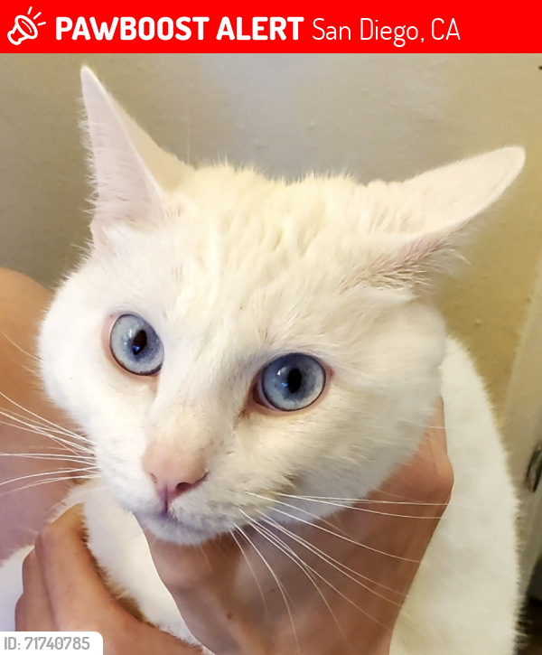 Lost Male Cat last seen Cowley Way and Dakota Drive, San Diego, CA 92117