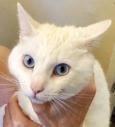 Lost Male Cat last seen Cowley Way and Dakota Drive, San Diego, CA 92117