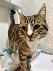 Lost Male Cat last seen Merefield/ashton street near machster rd higfield hosp, Greater Manchester, England OL11 3RT
