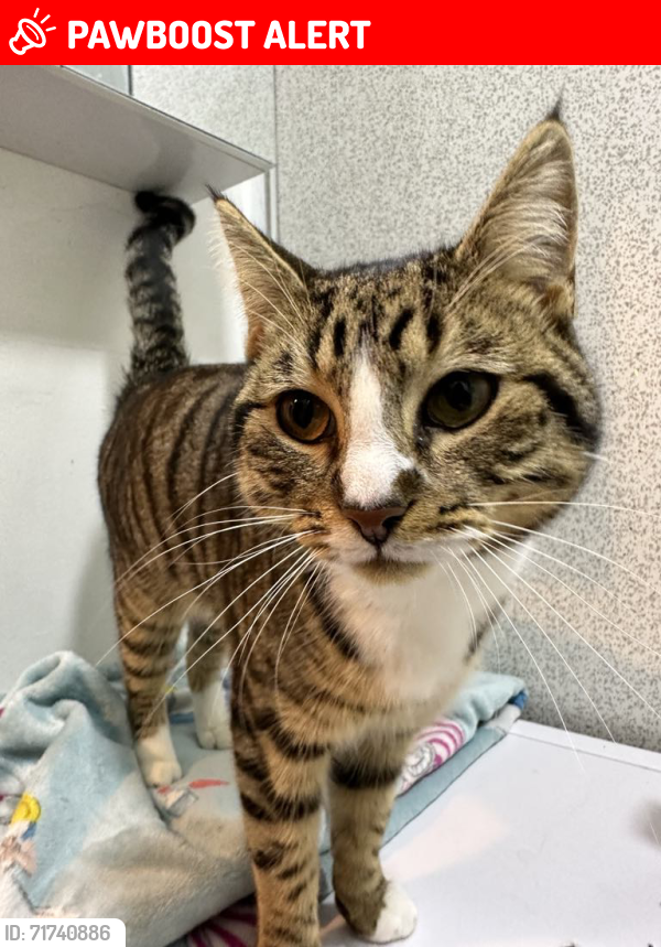 Lost Male Cat last seen Merefield/ashton street near machster rd higfield hosp, Greater Manchester, England OL11 3RT