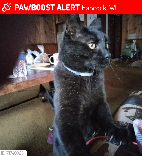Lost Male Cat last seen 11th Ave and Hwy V, Hancock, WI 54943