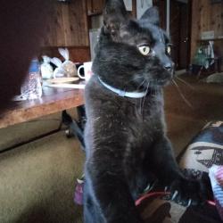 Lost Male Cat last seen 11th Ave and Hwy V, Hancock, WI 54943