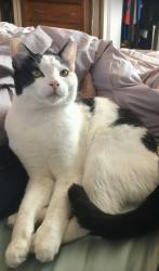 Lost Male Cat last seen Netherwood Park, Albuquerque, NM 87106