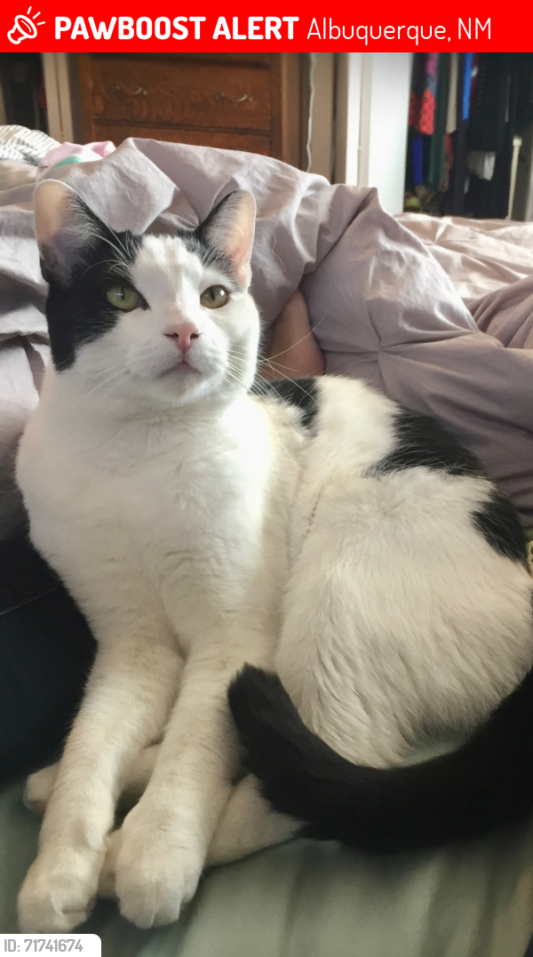 Lost Male Cat last seen Netherwood Park, Albuquerque, NM 87106