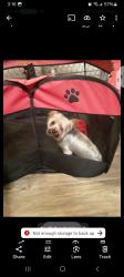 Lost Female Dog last seen Near N.Major Dr. Beaumont,Tx., Beaumont, TX 77713