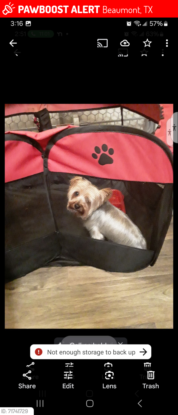 Lost Female Dog last seen Near N.Major Dr. Beaumont,Tx., Beaumont, TX 77713