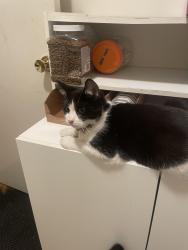 Lost Male Cat last seen Marshwell Way x Palmwell way, San Jose, CA 95138