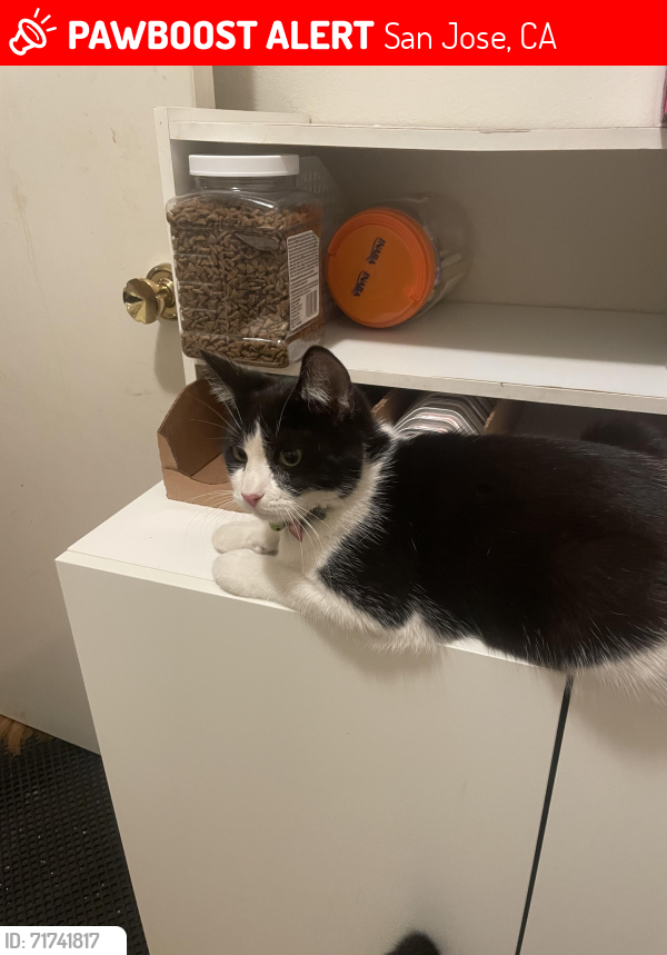 Lost Male Cat last seen Marshwell Way x Palmwell way, San Jose, CA 95138